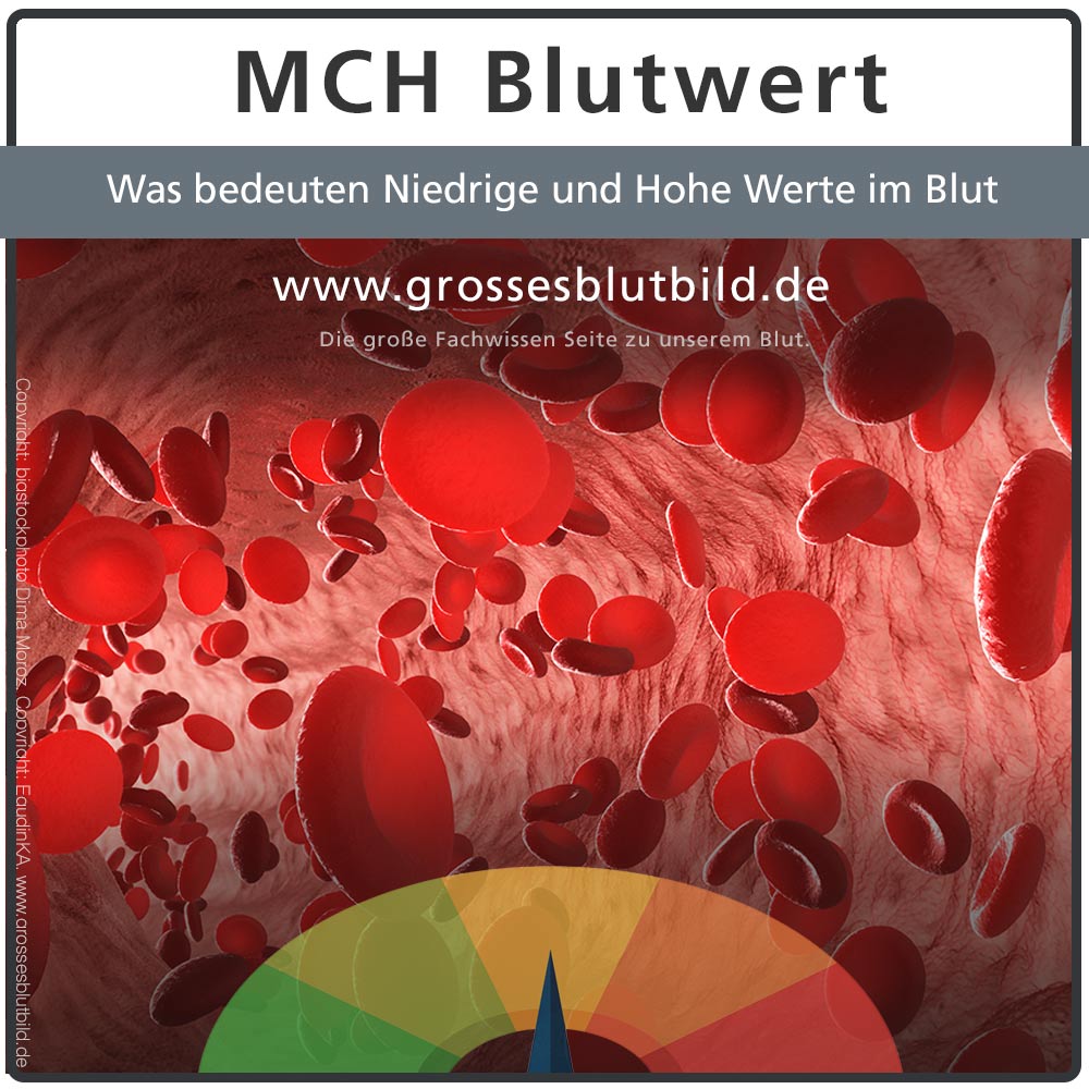 erh-hte-mchc-blutwerte-im-blutbild-dr-stephan